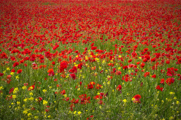 Mohnblumen - The Poppy Field
