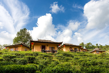 Fototapeta na wymiar Tea Plantation With Chinese Style House