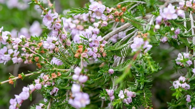 Native Australian pink wild flowers Thryptomene Stenophylla 4K video