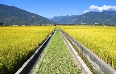 Rice fields and mountain in eastern Taiwan