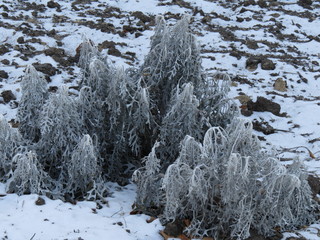 Flowers frozen in a snowy field