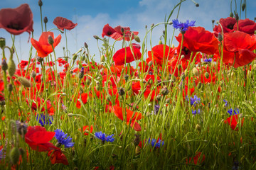 Mohnblumen - The Poppy Field