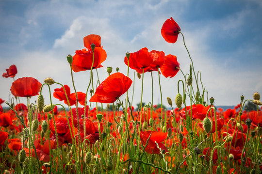 Mohnblumen - The Poppy Field