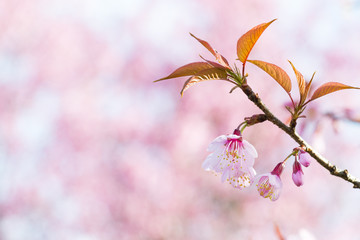 Sakura Flower or Cherry Blossom With Beautiful Nature Background