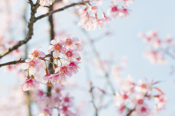 Sakura Flower or Cherry Blossom With Beautiful Nature Background