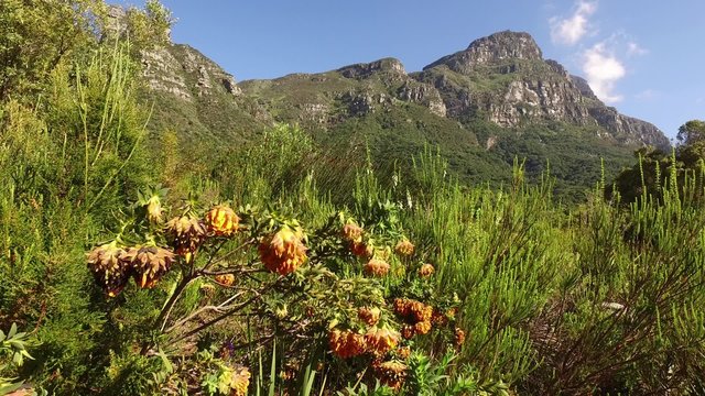 View of the Kirstenbosch botanical gardens against the backdrop of Table mountain, Cape Town, South Africa