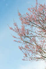 Sakura Flower or Cherry Blossom With Beautiful Nature Background