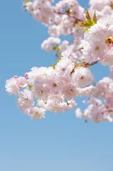 Crédence de cuisine en verre imprimé Fleur de cerisier 満開の八重桜