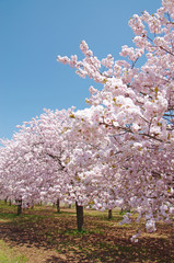 満開に咲く八重桜の並木