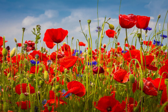 Mohnblumen - The Poppy Field