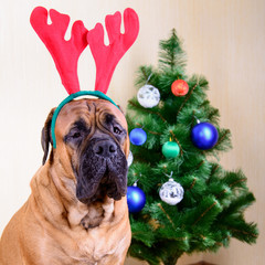 bullmastiff dog and Christmas tree