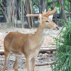 Deer in the zoo