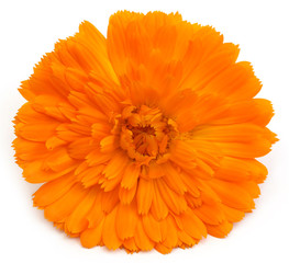 Closeup of calendula