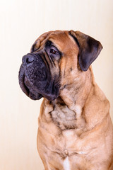 Obraz premium portrait of dog bullmastiff