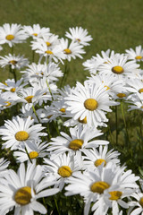 Fototapeta premium Anthemis White Flower Background
