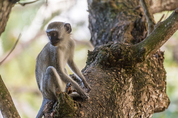 Grüne Meerkatze sitzt auf einem Baum
