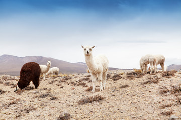Obraz premium lamas in Andes,Mountains, Peru