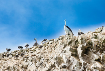 Seabirds on the rockface in the Ballestas island, natural park.