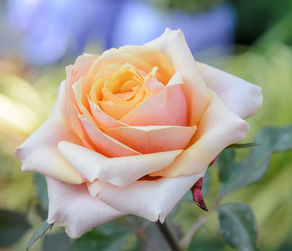 Pink hybrid rose in the garden