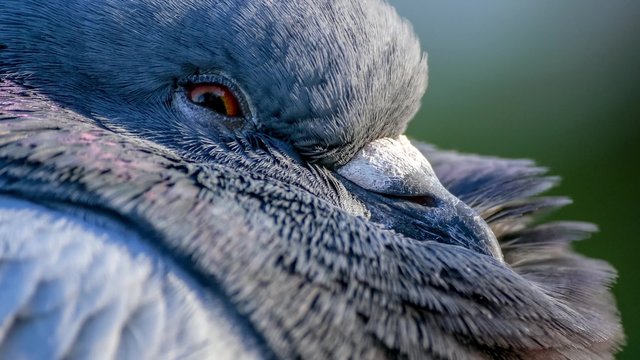 Extreme closeup of beautiful pigeon with feathers