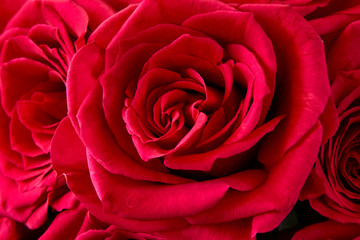 close up of a centered rose in a  bouquet of very red roses