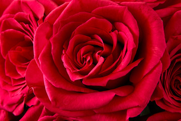 Naklejka premium close up of a centered rose in a bouquet of very red roses