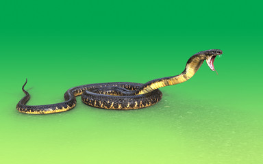 Obraz premium 3d King cobra snake attack isolated on green background