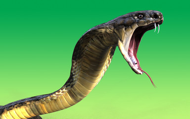 Fototapeta premium Close-Up Of 3d King cobra snake attack isolated on green background