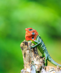 Chameleon with red head and green body