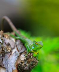 Chameleon with green head