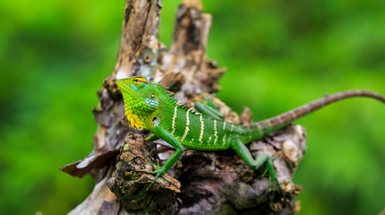 Chameleon with green head