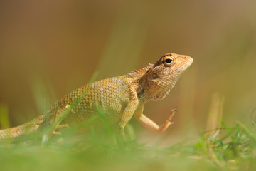 Yellow chameleon sitting in the grass