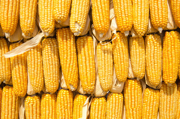 Yellow corn decorated for made yellow wall
