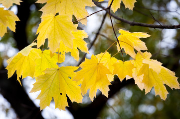 Yellow maple leaves and branches