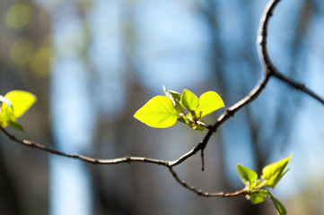 Green Leaf on the Wind