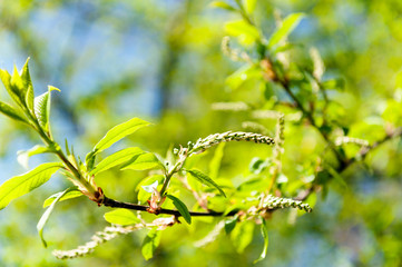 Green Catkin