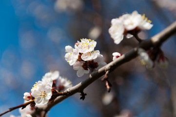 Apricot Blossom