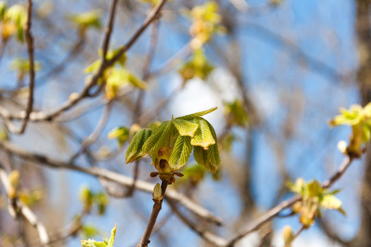 Chesnut leaves new and fresh spring time