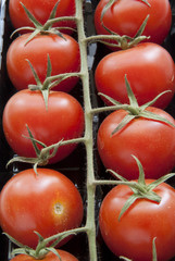 Red tomatos in raw