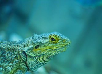 Lizard head close-up perched on log green background blur