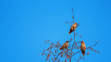 flock of waxwings on a background of blue sky