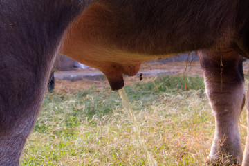 buffalo pee,Buffalo, Buffalo Thailand, animals
