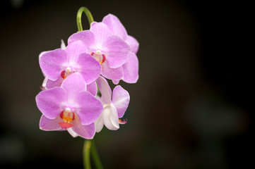 Fototapeta na wymiar Violet Orchids
