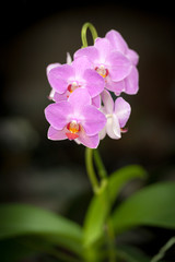 Violet  orchid
