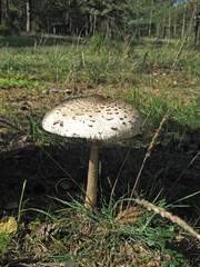 Mushroom