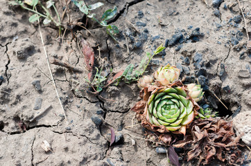 Sempervivum tectorum liveforever