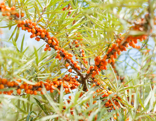 Naklejka na ściany i meble Branch with berries of sea buckthorn