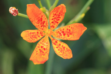 Blackberry Lily flower in garden