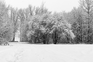 winter trees on snow during a snowfall
