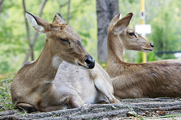 Brow-antlered deer, is an endangered species of deer indigenous to Southeast Asia.